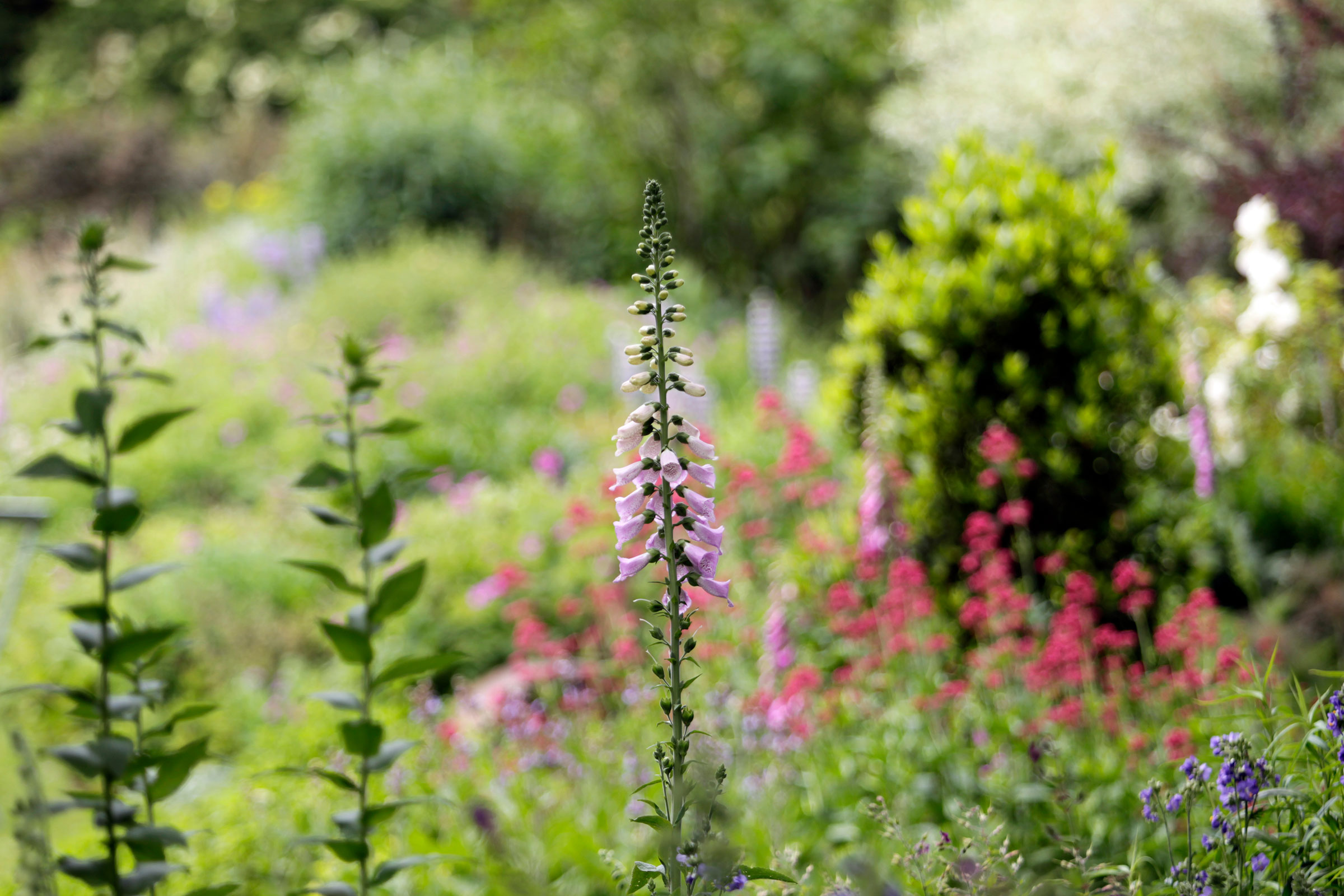Garden, showing closeup of foxglove.